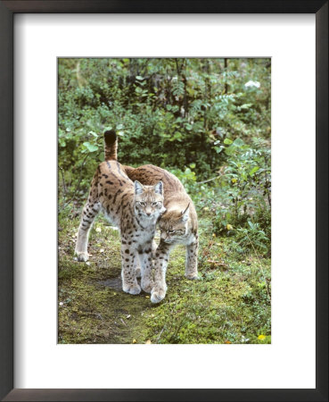 European Lynx, Female And Male, Northeast Finland by Philippe Henry Pricing Limited Edition Print image