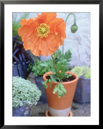 Papaver Nudicaule Garden Gnome Group Growing In Small Terracotta Pot by Andrew Lord Pricing Limited Edition Print image