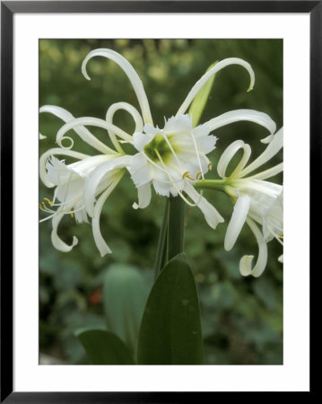 Hymenocallis X Festalis, Close-Up Of Flowers by Chris Burrows Pricing Limited Edition Print image