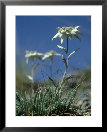 Edelweiss, Flower, Switzerland by Olaf Broders Pricing Limited Edition Print image