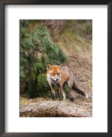 Red Fox, Young Male Fox Standing Amongst Pine Trees, Lancashire, Uk by Elliott Neep Pricing Limited Edition Print image