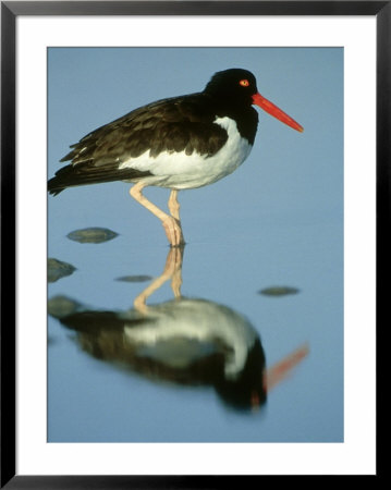 American Oystercatcher, Florida, Usa by Brian Kenney Pricing Limited Edition Print image