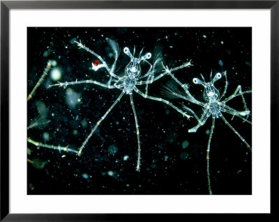 Squat Lobster, Phyllosoma Larva by Oxford Scientific Pricing Limited Edition Print image