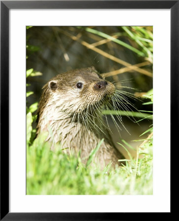 Otter Adult Emerging From Water, Uk by Mike Powles Pricing Limited Edition Print image