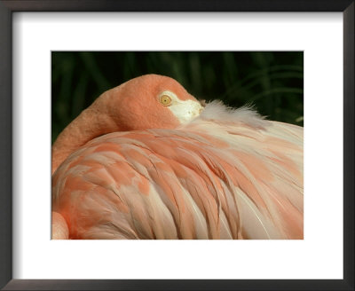 Greater Flamingo, Bill Tucked Under Wing by Mark Hamblin Pricing Limited Edition Print image