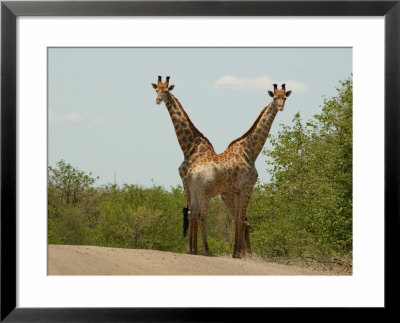 Kruger National Park, South Africa, Giraffe by Keith Levit Pricing Limited Edition Print image