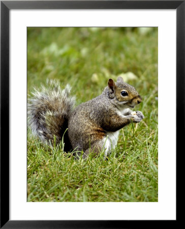 Grey Squirrel Holding A Piece Of Food by Dennis Macdonald Pricing Limited Edition Print image