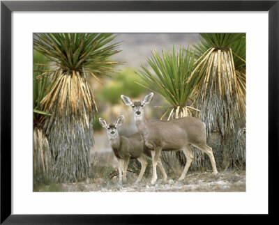 Mule Deer, Mother And Young, Mexico by Patricio Robles Gil Pricing Limited Edition Print image