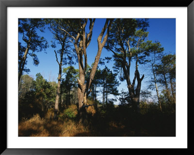 Loblolly Pines And Wax Myrtles On The Woodland Trail by Raymond Gehman Pricing Limited Edition Print image