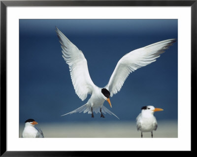 Royal Tern Descending In Flight by Klaus Nigge Pricing Limited Edition Print image