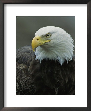 Close View Of An American Bald Eagle by Tom Murphy Pricing Limited Edition Print image