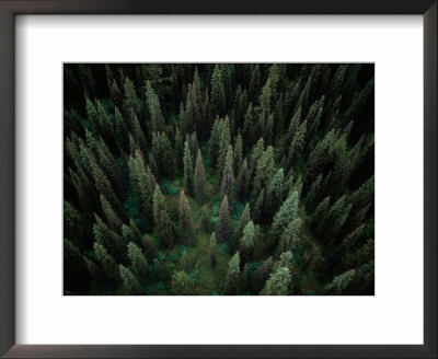 Aerial View Of An Evergreen Forest by Paul Chesley Pricing Limited Edition Print image
