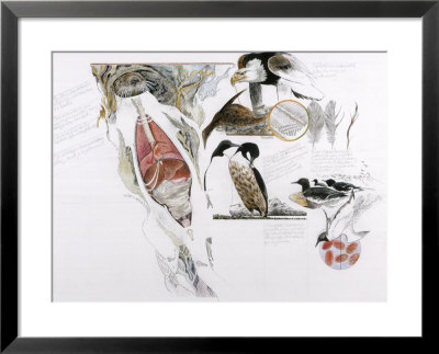 Diagram Of The Effects Of Oil And Oil Spills On Wildlife by Jack Unruh Pricing Limited Edition Print image