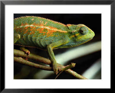 Chameleon, Virunga Volcanoes National Park, Zaire by Michael Nichols Pricing Limited Edition Print image