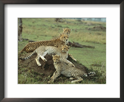 A Cheetah And Her Cubs Rest On A Dirt Mound by Norbert Rosing Pricing Limited Edition Print image