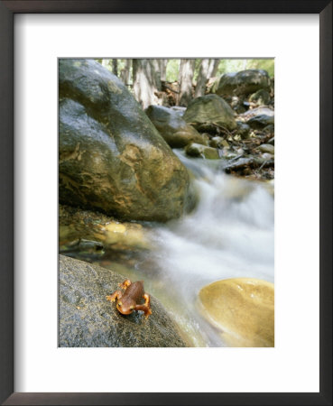 A Rough-Skinned Newt Sits On A Rock Near A Rushing Creek by Rich Reid Pricing Limited Edition Print image
