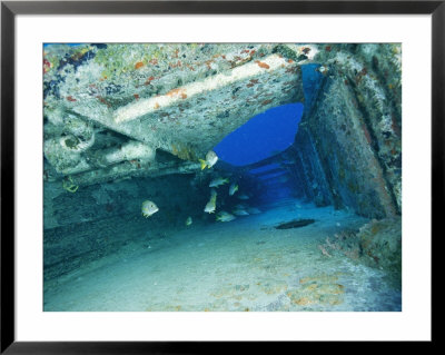 Fish Swimming In Shipwreck, Tortola Island, Virgin Islands by Joe Stancampiano Pricing Limited Edition Print image