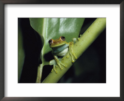 A Tree Frog Pauses On A Plant Stem by Jason Edwards Pricing Limited Edition Print image