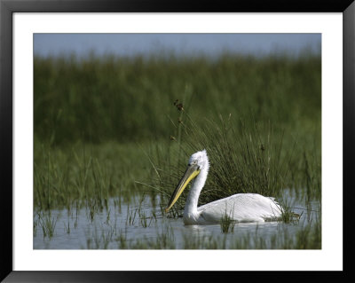Eastern White Pelican Swimming Through Aquatic Grasses by Klaus Nigge Pricing Limited Edition Print image