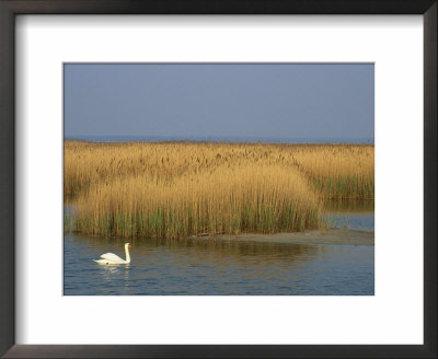 Mute Swan Swims Amongst Reeds In The Boddenland by Norbert Rosing Pricing Limited Edition Print image