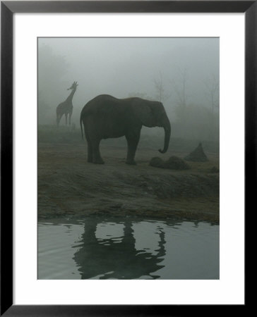 A Giraffe And Elephant Live In The Same Exhibit At The Pittsburgh Zoo by Michael Nichols Pricing Limited Edition Print image