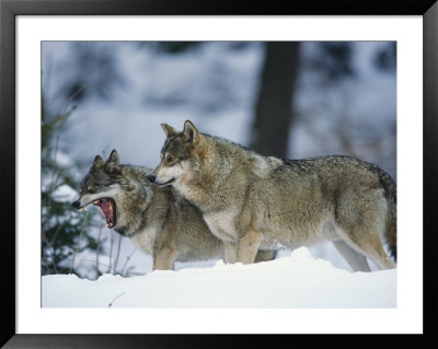 Wolves, Bayerischer Wald National Park, Germany by Norbert Rosing Pricing Limited Edition Print image