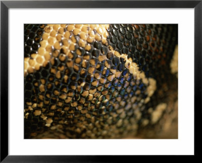 A Close View Of The Scales Of A Red-Tailed Boa Constrictor by Joel Sartore Pricing Limited Edition Print image