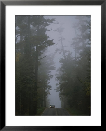 Ancient White Pines Line A Roadway In Superior National Forest by George F. Mobley Pricing Limited Edition Print image