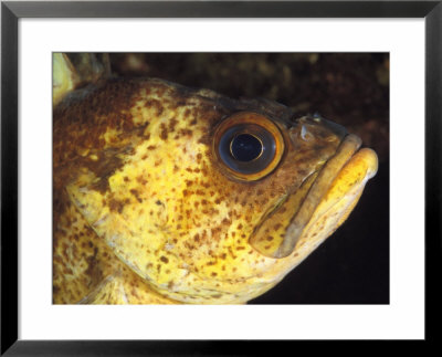 A Close View Of The Eye And Cheek Of A Quillback Rockfish by Bill Curtsinger Pricing Limited Edition Print image