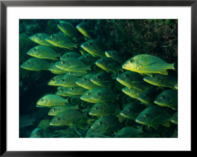 Blue Striped Grunt (Haemulon Sciurus) by Heather Perry Pricing Limited Edition Print image