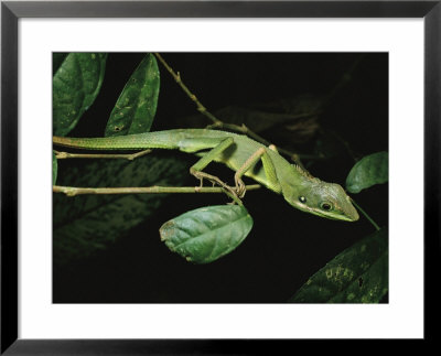 Lizard Crawling Across Tree Branches by Tim Laman Pricing Limited Edition Print image