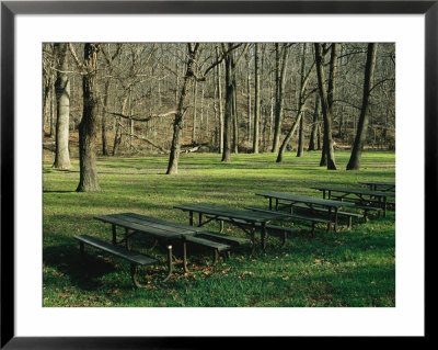 Green Picnic Tables And Benches In A Clearing Near Hardwood Trees by Raymond Gehman Pricing Limited Edition Print image