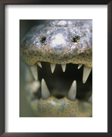 Close View Of The Open Mouth Of A Morelets Crocodile by Stephen Alvarez Pricing Limited Edition Print image