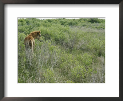 Chincoteague Pony In The Brush by Al Petteway Pricing Limited Edition Print image