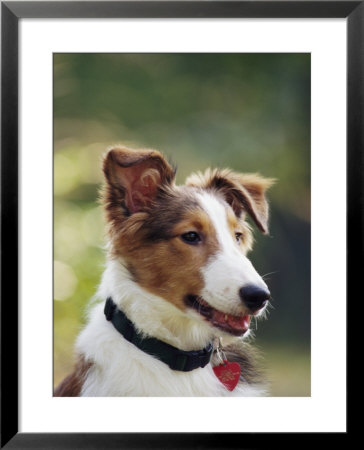A Portrait Of A Shetland Sheepdog, Also Known As A Sheltie by Kenneth Garrett Pricing Limited Edition Print image