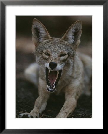 A Coyote Snarls In This Close View by Randy Olson Pricing Limited Edition Print image