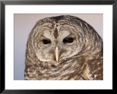 A Barred Owl (Strix Varia) At A Raptor Recovery Center by Joel Sartore Pricing Limited Edition Print image