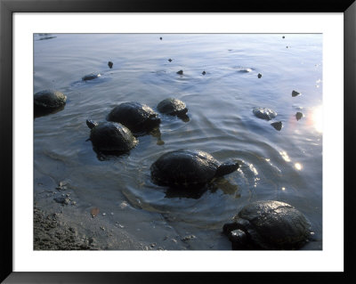Turtles Lounge In Pond On The Sound Side Of Cape Hatteras by Stephen Alvarez Pricing Limited Edition Print image