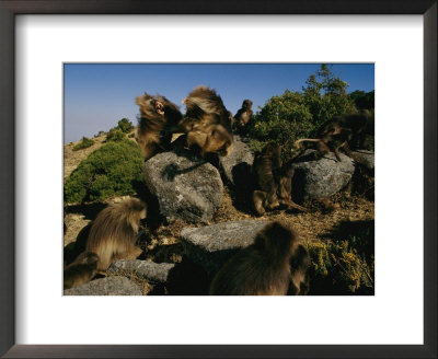 Male Gelada Bares His Teeth At An Intruding Bachelor Male by Michael Nichols Pricing Limited Edition Print image