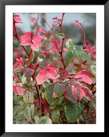 Snow On The Mountain Flower, Florida, Usa by Lisa S. Engelbrecht Pricing Limited Edition Print image