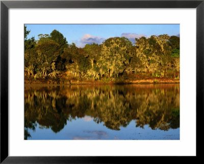 Forest Reflected In A Still Dam, Nyika National Park, Northern, Malawi by Ariadne Van Zandbergen Pricing Limited Edition Print image