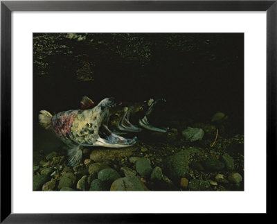 Spawning Sockeye Salmon With Their Mouths Open Wide by Paul Nicklen Pricing Limited Edition Print image