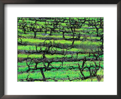 Coriole Vineyard - Barossa Valley, South Australia by John Hay Pricing Limited Edition Print image