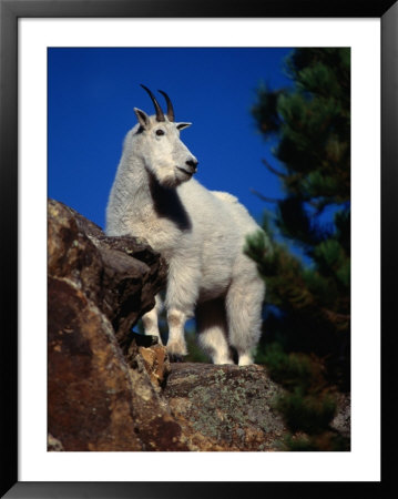 Mountain Goat On Rock Ledge,, Usa by Carol Polich Pricing Limited Edition Print image