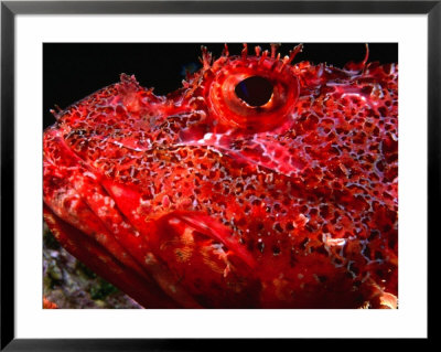 Portrait Of Scorpionfish, Danger Rock, Poor Knights Islands Marine Reserve, New Zealand by Jenny & Tony Enderby Pricing Limited Edition Print image