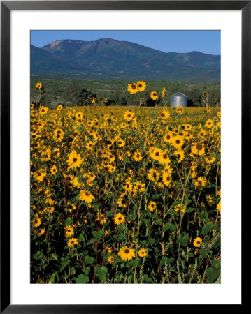 Field Of Common Sunflowers, Abajo Mountains, Monticello, Utah, Usa by Jerry & Marcy Monkman Pricing Limited Edition Print image