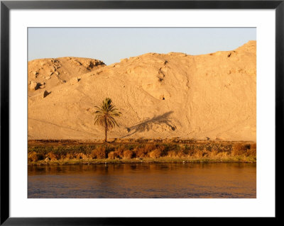 Palm Tree On The Bank Of The Nile River, Egypt by Michele Molinari Pricing Limited Edition Print image