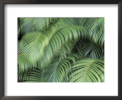 Palm Fronds, Big Island, Hawaii, Usa by John & Lisa Merrill Pricing Limited Edition Print image