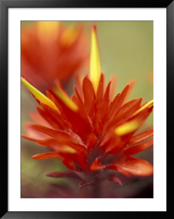 Common Red Paintbrush, Mt. Rainier National Park, Washington, Usa by William Sutton Pricing Limited Edition Print image