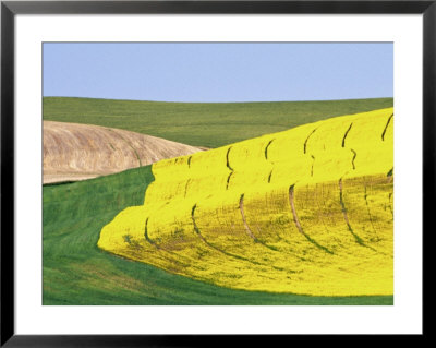 Patterns Of Wheat, Canola And Fallow Fields, Whitman County, Washington, Usa by Julie Eggers Pricing Limited Edition Print image